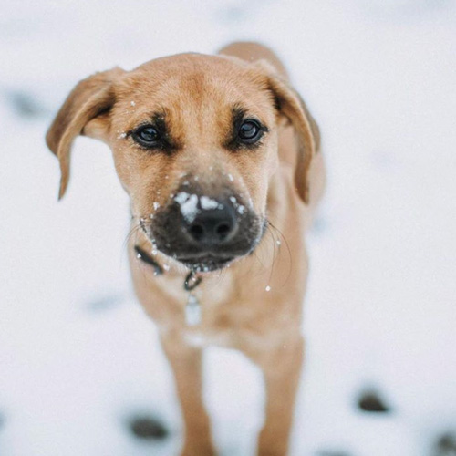 Chien dans la neige